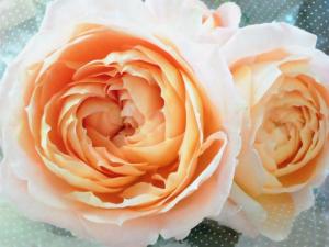 お気に入りのバラ｜「花の店百花園」　（北海道函館市の花キューピット加盟店 花屋）のブログ