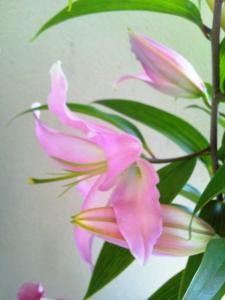 お花にうっとり・・｜「花の店百花園」　（北海道函館市の花キューピット加盟店 花屋）のブログ