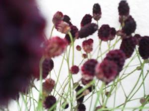 吾亦紅｜「花の店百花園」　（北海道函館市の花キューピット加盟店 花屋）のブログ