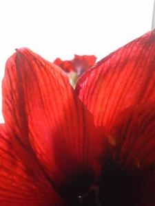アマリリス「ロイヤルベルベット」｜「花の店百花園」　（北海道函館市の花キューピット加盟店 花屋）のブログ