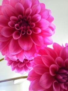ダリア｜「花の店百花園」　（北海道函館市の花キューピット加盟店 花屋）のブログ