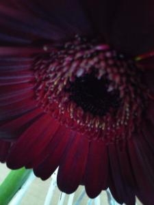 ガーベラ｜「花の店百花園」　（北海道函館市の花キューピット加盟店 花屋）のブログ