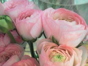  「ラナンキュラス」｜「花の店百花園」　（北海道函館市の花キューピット加盟店 花屋）のブログ