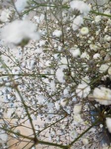 雪のこんこん・・どこに降る｜「花の店百花園」　（北海道函館市の花キューピット加盟店 花屋）のブログ