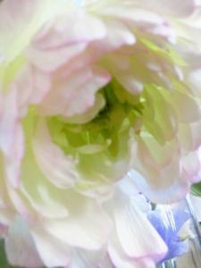 ラナンは美しい｜「花の店百花園」　（北海道函館市の花キューピット加盟店 花屋）のブログ