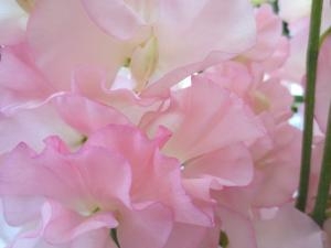クスクス・・七日粥｜「花の店百花園」　（北海道函館市の花キューピット加盟店 花屋）のブログ