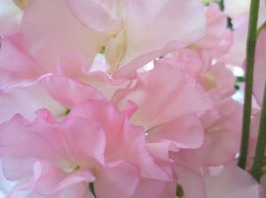 「FMいるか」に出演｜「花の店百花園」　（北海道函館市の花キューピット加盟店 花屋）のブログ