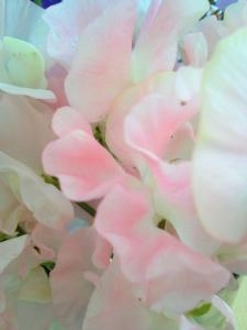 　スイートピー　 1月の誕生花｜「花の店百花園」　（北海道函館市の花キューピット加盟店 花屋）のブログ