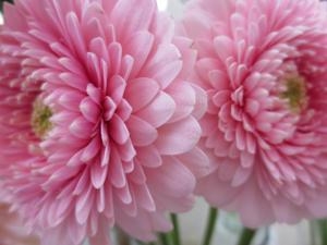 2周年｜「花の店百花園」　（北海道函館市の花キューピット加盟店 花屋）のブログ