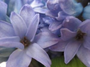 やっぱり、ヒヤシンス・・・｜「花の店百花園」　（北海道函館市の花キューピット加盟店 花屋）のブログ