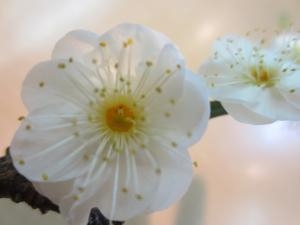 大寒｜「花の店百花園」　（北海道函館市の花キューピット加盟店 花屋）のブログ