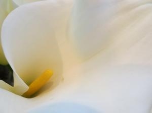 カラー　　｜「花の店百花園」　（北海道函館市の花キューピット加盟店 花屋）のブログ