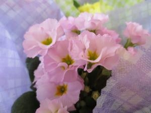 プリムラ｜「花の店百花園」　（北海道函館市の花キューピット加盟店 花屋）のブログ