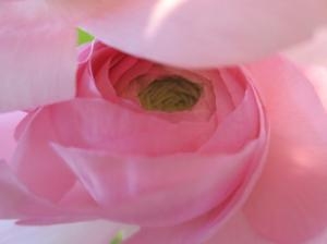 ラナンに包まれて　（　ｴﾑﾋﾟﾝｸ　）　｜「花の店百花園」　（北海道函館市の花キューピット加盟店 花屋）のブログ