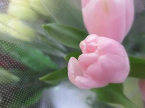 2月の誕生花・・・チューリップ　｜「花の店百花園」　（北海道函館市の花キューピット加盟店 花屋）のブログ