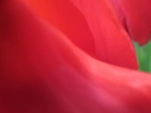 チューリップ　　( ﾌﾟﾘﾃｲーｳｰﾏﾝ　）｜「花の店百花園」　（北海道函館市の花キューピット加盟店 花屋）のブログ
