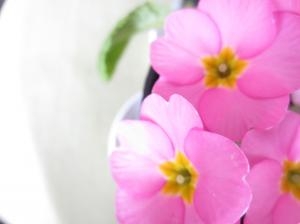 ﾌﾟﾘﾑﾗ鉢　（　春の贈り物　）｜「花の店百花園」　（北海道函館市の花キューピット加盟店 花屋）のブログ