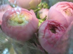春を告げる花 （ラナンキュラス）｜「花の店百花園」　（北海道函館市の花キューピット加盟店 花屋）のブログ
