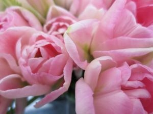 　チューリップ　笑顔満開！｜「花の店百花園」　（北海道函館市の花キューピット加盟店 花屋）のブログ