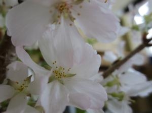 彼岸の入り｜「花の店百花園」　（北海道函館市の花キューピット加盟店 花屋）のブログ