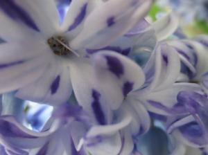 ヒヤシンスは君と　｜「花の店百花園」　（北海道函館市の花キューピット加盟店 花屋）のブログ