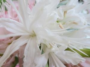 ダイヤモンドリリー｜「花の店百花園」　（北海道函館市の花キューピット加盟店 花屋）のブログ
