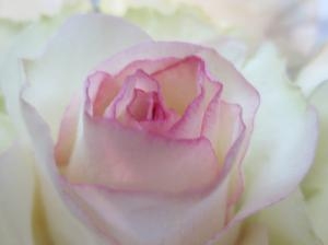 薔薇　ドルチェ ヴィータ（Dolce vita)｜「花の店百花園」　（北海道函館市の花キューピット加盟店 花屋）のブログ