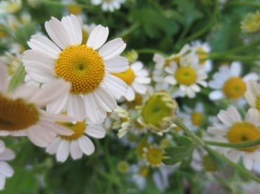 　北海道の花　マドリカリア　｜「花の店百花園」　（北海道函館市の花キューピット加盟店 花屋）のブログ