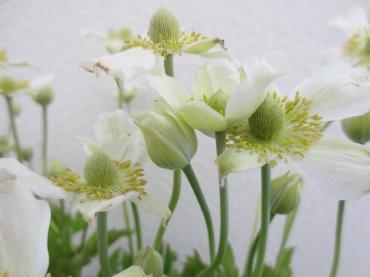 ｱﾈﾓﾈﾊﾞｰｼﾞﾆｱ　・　ﾌﾞﾙｰｽﾀｰ（北海道の花）｜「花の店百花園」　（北海道函館市の花キューピット加盟店 花屋）のブログ