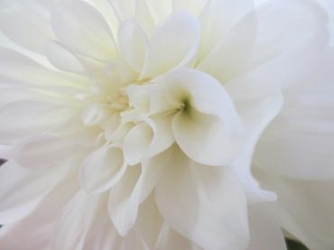 お盆｜「花の店百花園」　（北海道函館市の花キューピット加盟店 花屋）のブログ