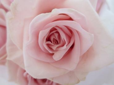 バラの魅力｜「花の店百花園」　（北海道函館市の花キューピット加盟店 花屋）のブログ