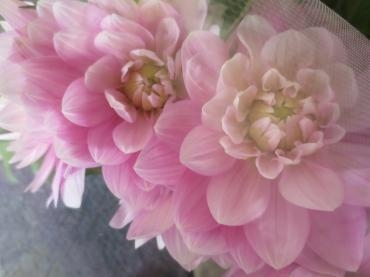 ダリア 「ブライダルピンク」　｜「花の店百花園」　（北海道函館市の花キューピット加盟店 花屋）のブログ