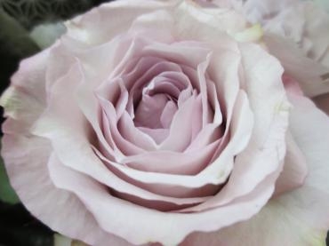 薔薇 「リメンブラン」｜「花の店百花園」　（北海道函館市の花キューピット加盟店 花屋）のブログ