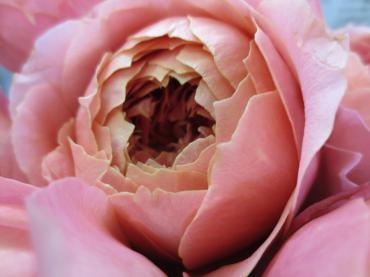 薔薇　ﾛﾏﾝﾁｯｸｱﾝﾃｰｸ　｜「花の店百花園」　（北海道函館市の花キューピット加盟店 花屋）のブログ