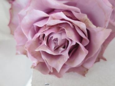 薔薇　ﾉｳﾞｱﾘｰｽ｜「花の店百花園」　（北海道函館市の花キューピット加盟店 花屋）のブログ