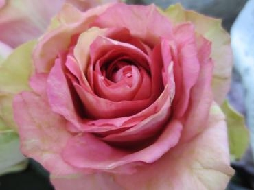 薔薇「マジックモカ」｜「花の店百花園」　（北海道函館市の花キューピット加盟店 花屋）のブログ