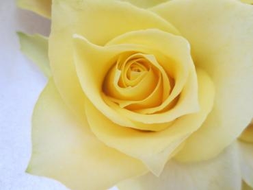 薔薇　ﾛｯｼｭ　　｜「花の店百花園」　（北海道函館市の花キューピット加盟店 花屋）のブログ