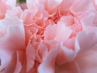 FMいるか｜「花の店百花園」　（北海道函館市の花キューピット加盟店 花屋）のブログ