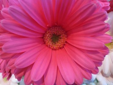 ｶﾞｰﾍﾞﾗ　　スマイル｜「花の店百花園」　（北海道函館市の花キューピット加盟店 花屋）のブログ
