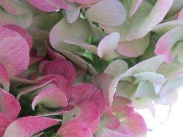 　ﾊｲﾄﾞﾗﾝｼﾞｬｰ　ｱﾝﾃｰｸカラー｜「花の店百花園」　（北海道函館市の花キューピット加盟店 花屋）のブログ