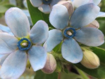 ﾌﾞﾙｰｽﾀｰ ﾋﾟｭｱﾚﾃﾞｲｰ 花屋ブログ 北海道函館市の花屋 花の店百花園にフラワーギフトはお任せください 当店は 安心と信頼の花 キューピット加盟店です 花キューピットタウン