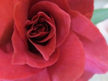   ブラックティー｜「花の店百花園」　（北海道函館市の花キューピット加盟店 花屋）のブログ