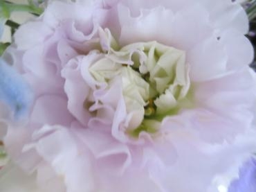 　トルコシルクラベンダー｜「花の店百花園」　（北海道函館市の花キューピット加盟店 花屋）のブログ