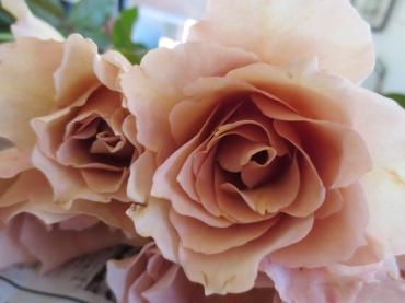 薔薇 ジュリア｜「花の店百花園」　（北海道函館市の花キューピット加盟店 花屋）のブログ