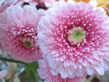 ガーベラ  トレーシー｜「花の店百花園」　（北海道函館市の花キューピット加盟店 花屋）のブログ