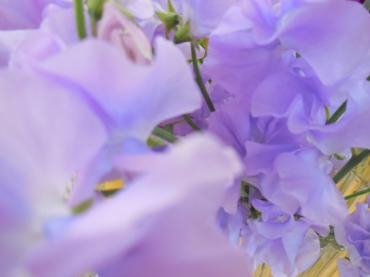 ｽｨｰﾄﾋﾟｰ｜「花の店百花園」　（北海道函館市の花キューピット加盟店 花屋）のブログ