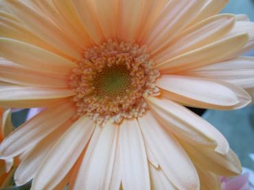 ソープ｜「花の店百花園」　（北海道函館市の花キューピット加盟店 花屋）のブログ