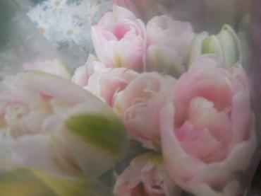ﾁｭｰﾘｯﾌﾟ　ｱﾝｼﾞｪﾘｯｹ　｜「花の店百花園」　（北海道函館市の花キューピット加盟店 花屋）のブログ