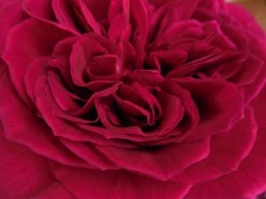 バラ　ﾌｧﾑﾌｧﾀｰﾙ｜「花の店百花園」　（北海道函館市の花キューピット加盟店 花屋）のブログ