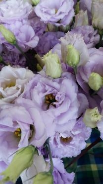 トルコキキョウレイナラベンダー｜「花の店百花園」　（北海道函館市の花キューピット加盟店 花屋）のブログ